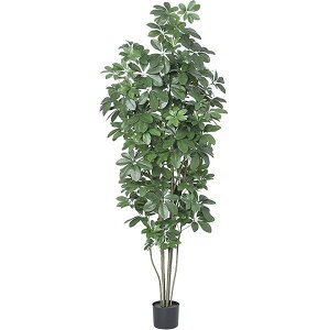観葉植物 夏の人気商品 通販 価格比較 価格 Com