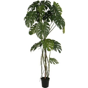 yēׁzXec[(173cm) O[ ϗtA  A ^q` 썑  ϗtA ^ CeA lH tFCN ͗lւ  _ Vv X fBXvC Jt