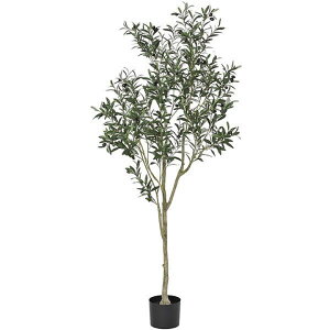 I[uc[ (180cm) ϗtA  A fBXvC 썑  ^ CeA JtF X   A Vv b炸