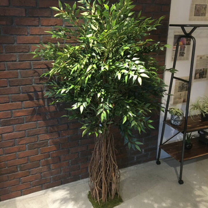 楽天市場 スマイラックスツリー 高さ190cm 観葉植物 造花 タヒチ 南国 夏 観葉植物 大型 インテリア 人工 フェイク 模様替え おしゃれ モダン シンプル 店舗 ディスプレイ カフェ インダストリアル 倉庫 レンガ マリイソル楽天市場店 楽天市場 スマイラックスツリー 高さ190cm 観葉植物 造花 タヒチ 南国 夏 観葉植物 大型 インテリア 人工 フェイク 模様替え おしゃれ モダン シンプル 店舗 ディスプレイ カフェ インダストリアル 倉庫 レンガ マリイソル楽天市場店