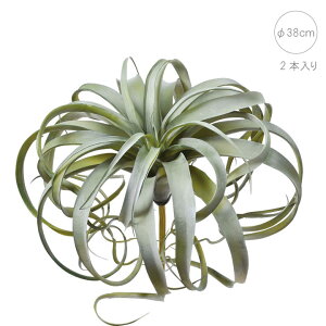 �y���� �����A���z�L�Z���O���t�B�J (2�{����) (�O���[��) �J�N�^�X �X�ܑ��� �C���e���A�f�B�X�v���C �G�� ���� �C�x���g ���� ���� �ϗt�A�� �A�[�g�O���[�� )