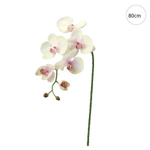 y2{Zbgzy Ӓz(80cm) NIeB[ S[WX Xܑ CeA fBXvC G o  Cxg   ϗtA A[gO[ AW v[g