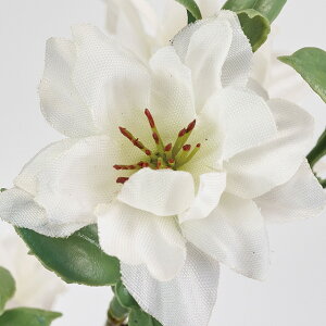 ~ubTu` (118cm)  lH ϗtA tFCNO[ CeA u[P t[ AWg p[ L CTG}