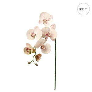 y2{Zbgz Ӓ (80cm) (\tgsN) S[WX Xܑ CeA fBXvC G o  Cxg   ϗtA A[gO[ AW v[g