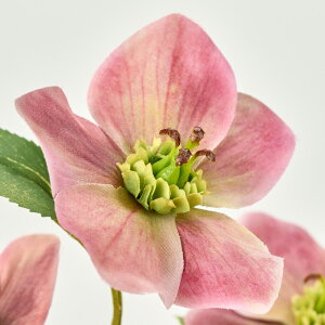 yVzy3{ZbgzAk NX}X[Y (47cm)  CeAfBXvC G  Cxg   ϗtA A[gO[ ݃J[