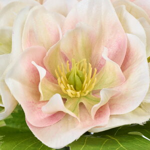 yVzy2{ZbgzrW NX}X[Yoh (27cm)   CeAfBXvC G  Cxg   ϗtA A[gO[ ݃J[