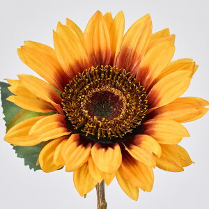 y5{ZbgzTZbgTt[ (70cm)  tFCNt[   CeAfBXvC G o  Cxg ԑ ϗtA A[gO[ 