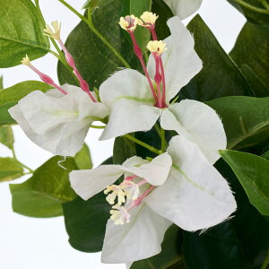 tB[u[QrAubV (53cm) 썑 tFCNt[  CeAfBXvC G o  Cxg  ϗtA A[gO[ gsJ