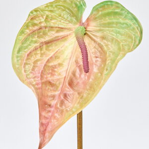 y3ZbgzCvXAXE (83cm) AXE i Vv CeA mg[ tFCNt[  CeAfBXvC G o  Cxg  ϗtA 