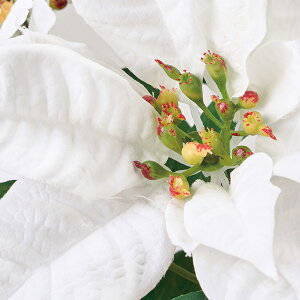 y2{ZbgzGNXeA|CZ`AubV (40cm) |CZ`A   i       Ǌ| XbO X Vbv { p[eB[ Ɩp