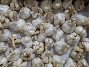  kCY  KiO󂠂 ɂɂ Ղ 2kg(S`MTCYj