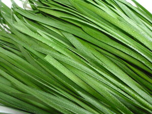 kCY@k̉ؒmɂ@@100g×10