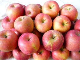 送料無料　北海道産　あま〜い店長おまかせ訳ありりんご小さいけどうま〜い40〜60玉入り（約9kg）