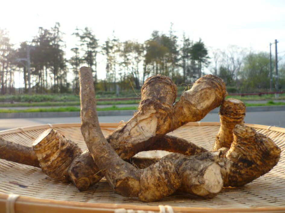 北海道産 苗にも使える土付山わさび1kg うま〜い辛さ 野菜・きのこ | antiguaboreal.com