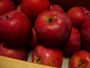 @kCY@̉@S@܂ς@25`55ʓ@8kg