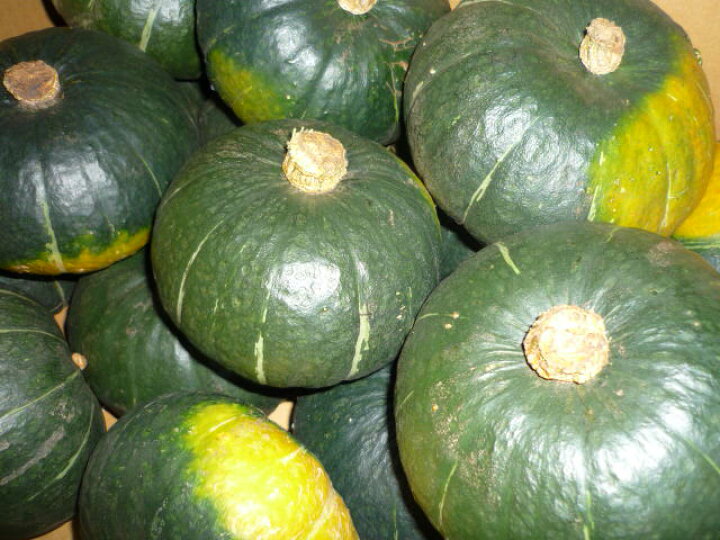 楽天市場 北海道産小さいけど美味しい丸ごと使えるかわいいかぼちゃ坊ちゃんかぼちゃ 1玉 開拓ショップえぞえぞ