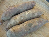 送料込み　北海道産訳ありヤーコンほんのりあまくて　さくさく食感　こみこみサイズ　5kg