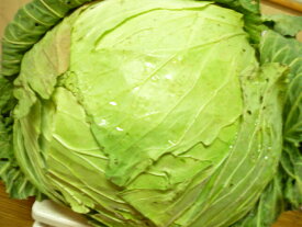楽天市場 キャベツ 1玉の通販