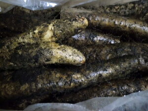 @kCY`ytSÂ݂肤܁`󂠂蒷@5kg