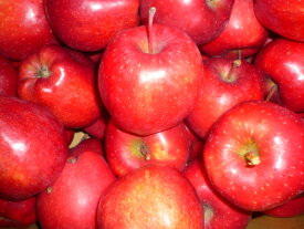 送料無料　北海道産　訳あり　高徳りんご30〜55玉入り（約9kg入り）