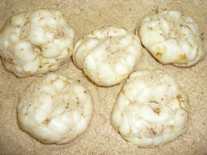  kCYpIΕɂIzNzN܁`@܂Ĕip(W{2LTCYj@2kgi13`16ʓj