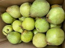 送料無料 　なるべく硬い梨発送します♪ 北海道産 希少な幻の梨　あま～い！千両梨12～30玉入り（約10kg入り）
