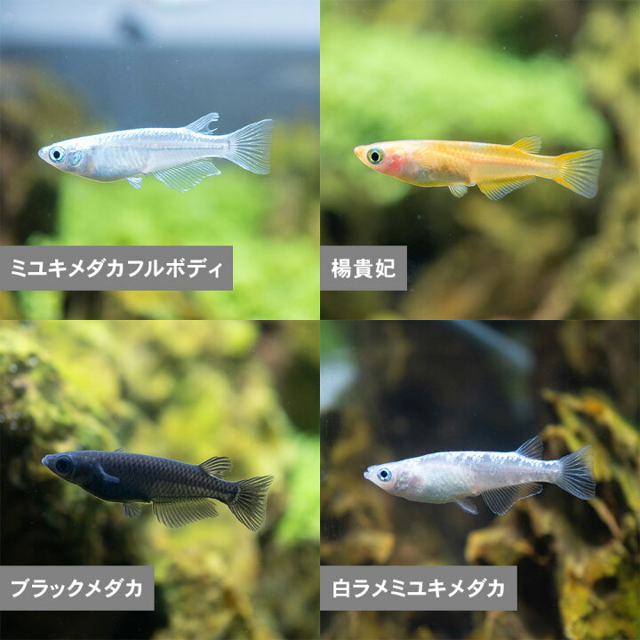 楽天市場 送料無料 メダカ 人気の12種セット 計匹 ミユキメダカフルボディ 鉄仮面 楊貴妃 ブラックメダカ 白ラメミユキメダカ スケルトンパンダメダカ 東天光 青ラメミユキメダカ 琥珀ラメメダカ ミユキメダカ ブチメダカ 白 青 えさ添付 めだか ビオトープ