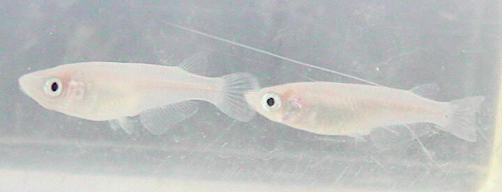 楽天市場 メダカの卵 白メダカの卵約40個以上 稚魚用のえさを添付 めだかの卵 自由研究に最適 メダカ園 メダカ動画