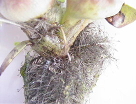 楽天市場 水草 メダカ園 メダカ動画 楽天市場 水草 メダカ園 メダカ動画