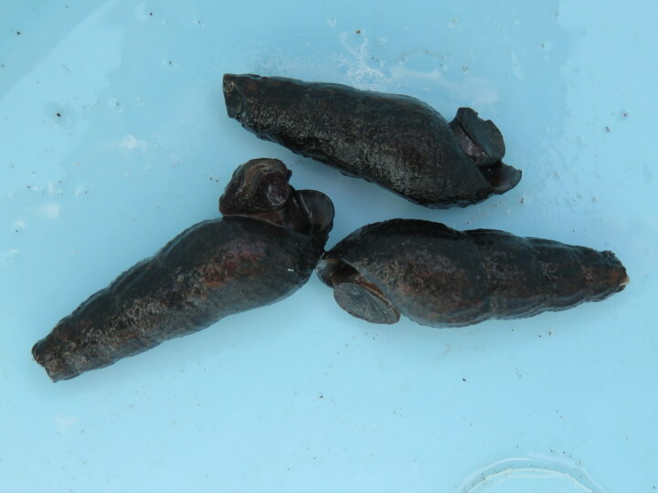 楽天市場 カワニナ 100匹 貝 巻貝 ビオトープ メダカ園 メダカ動画