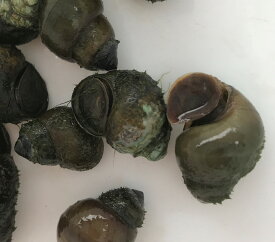 楽天市場 メダカ 貝 ヤドカリ 熱帯魚 アクアリウム ペット ペットグッズの通販