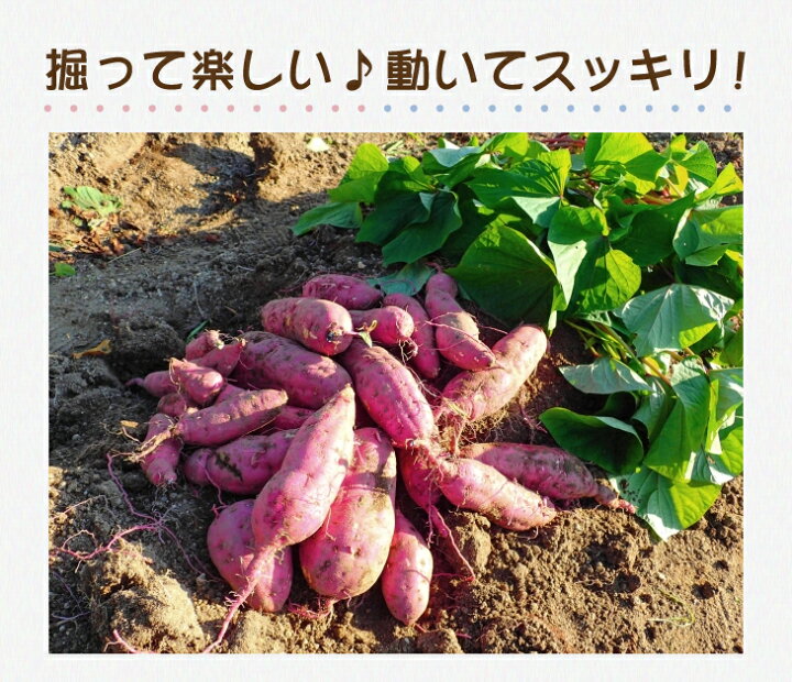 楽天市場】【予約】選べる！さつまいも苗 100本入り 紅はるか・シルク  