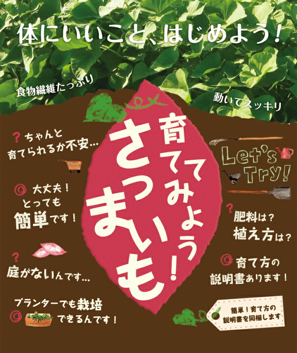 楽天市場】【予約】選べる！さつまいも苗 100本入り 紅はるか・シルク 