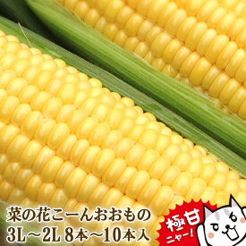 とうもろこし　極甘品種おおもの 生で食べられる　菜の花こーん 8本〜10本(約3.5k以上) 3L〜2L 朝採り 農家直送 ゴールドラッシュより甘い品種おおもの 予約