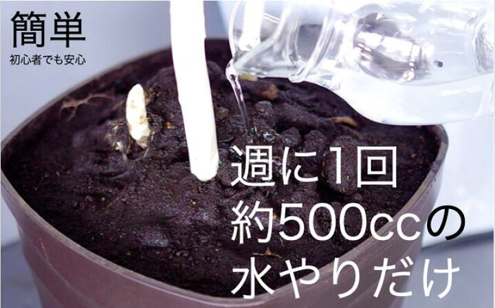 楽天市場 Tv紹介 朝だ 生です旅サラダ ホワイトアスパラガス栽培キット 野菜 かわいい 説明書付き 馬場園芸 白い果実 浄法寺 栽培キット さんにもん 三右エ門 ｃｐ 予約販売 3月下旬 4月中旬発送 農家のお店 めぐり菜