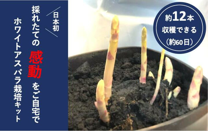 楽天市場 Tv紹介 朝だ 生です旅サラダ ホワイトアスパラガス栽培キット 野菜 かわいい 説明書付き 馬場園芸 白い果実 浄法寺 栽培キット さんにもん 三右エ門 ｃｐ 予約販売 3月下旬 4月中旬発送 農家のお店 めぐり菜