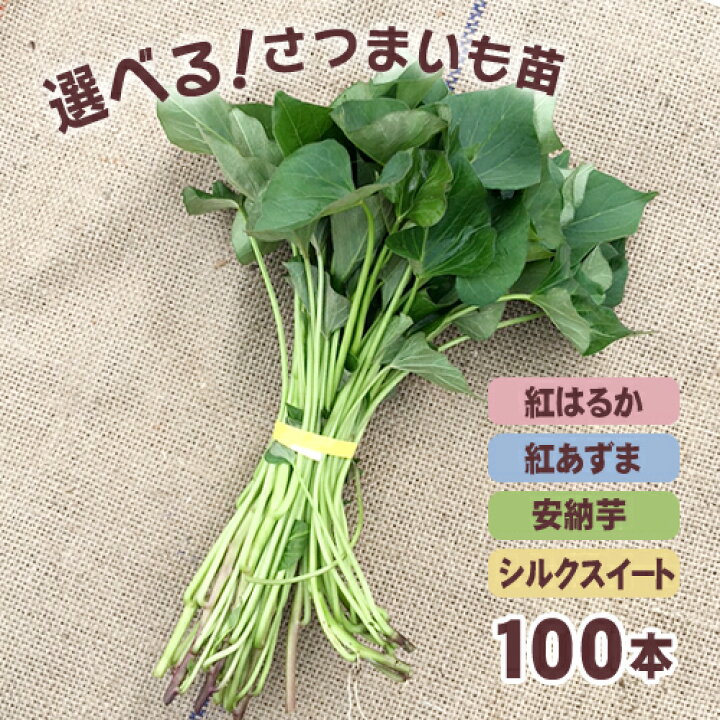 楽天市場】【予約】選べる！さつまいも苗 100本入り 紅はるか・シルク 