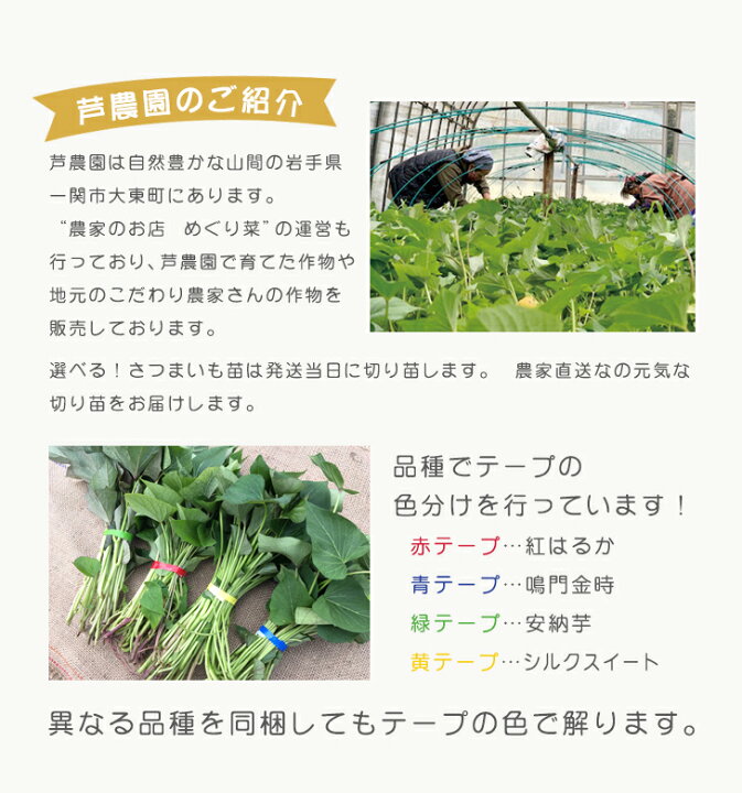 楽天市場 予約 選べる さつまいも苗 一束１０本入り 紅はるか シルクスイート 安納芋 鳴門金時の中から 野菜苗 サツマイモは手間いらずで簡単 野菜 農家のお店 めぐり菜