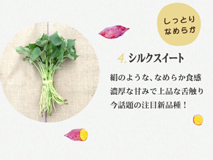 楽天市場】【予約】選べる！さつまいも苗 100本入り 紅はるか・シルク 