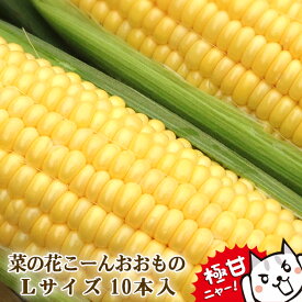 とうもろこし　極甘品種おおもの 生で食べられる　菜の花こーん Lサイズ10本(約3kg以上) 朝採り 農家直送 ゴールドラッシュより甘い品種おおもの 予約