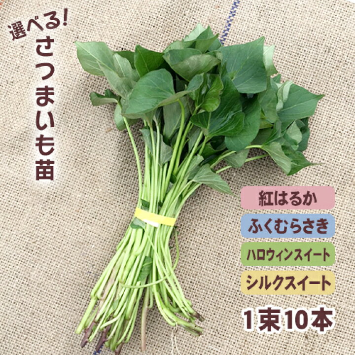 紅あずま 苗 1,200本