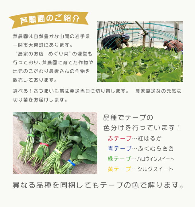 楽天市場】令和7年産予約開始！【消毒済】選べる！さつまいも苗 一束 