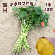 予約商品）収穫直後から激甘で貯蔵いらず◎ サツマイモ苗　あまはづき　10本1束　（20本、30本、40本、50…