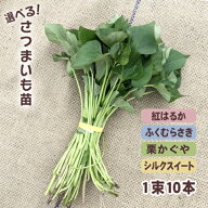 予約商品）令和8年産予約開始！【消毒済】選べる！さつまいも苗 一束10本入り 紅はるか・シルクスイート…