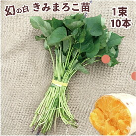 予約商品）話題の白皮希少品種◎ きみまろこ　サツマイモ苗　　10本1束　（20本、30本、40本、50本）送料無料　さつまいも苗