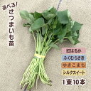 予約商品）令和8年産予約開始！【消毒済】選べる！さつまいも苗 一束10本入り 紅はるか・シルクスイート・ふくむらさ…