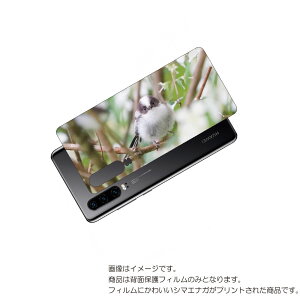 HUAWEI P30 �p �w�� �ی� �t�B���� ���킢�� �V�}�G�i�K �� �v�����g ( Photo by ������ ) �� �t�@�[�E�F�C �s�[ �T�[�e�B ���܂��Ȃ�