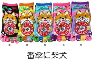 5{w\bNX fB[X 납킢ܖ{wC ԎPɎČ \bNX v[gɂ