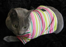 レインボーカラーTシャツ猫＆犬対応