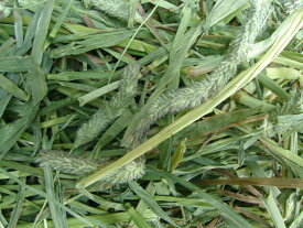 [2025年](1kg)アメリカ産プレミアムホースチモシーソフトプレス